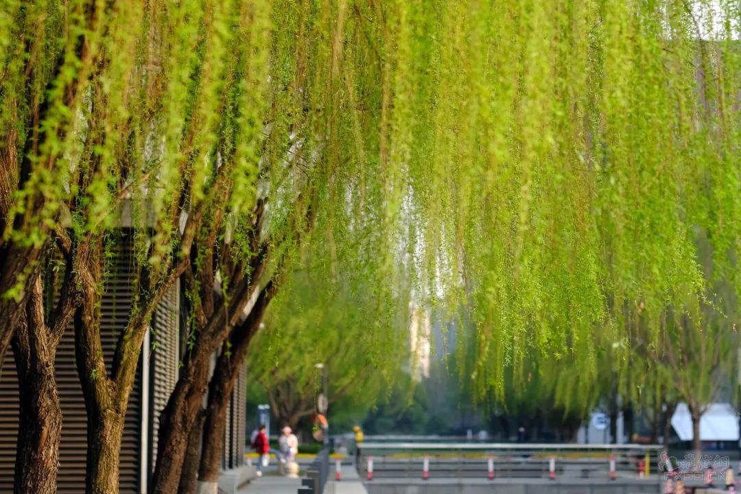 毒液3內(nèi)地定檔